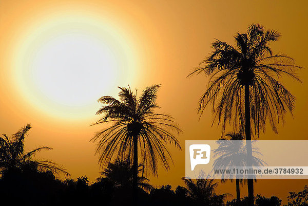 Sonnenuntergang vor Palmen  The Gambia  Afrika