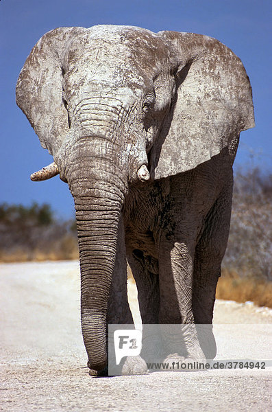 Elefantenbulle (Loxodonta africana)  Etoscha National Park  Namibia  Afrika