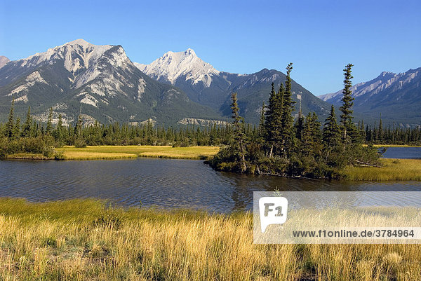 Montane wetlands Pocahontas Ponds near Athabasca River  Athabasca Valley  Jasper National Park  Alberta  Canada