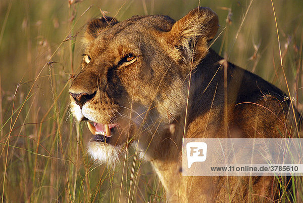 Löwin (panthera leo) in der Morgensonne  Masai Mara  Kenia  Afrika