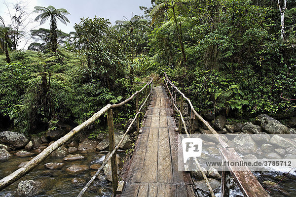 Brücke über Regenwaldfluss  Rio Atelopus  Rara Avis  Las Horquetas  Costa Rica