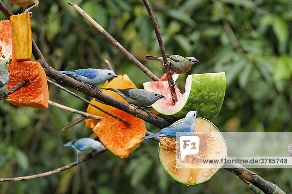 Blau: Bischofstangare (Thraupis episcopus) an einer Futterstelle mit Früchten  Costa Rica
