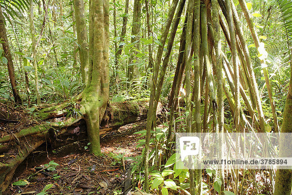 Stelzenwurzeln einer Palme  Regenwald im Nationalpark Maquenque  Costa Rica