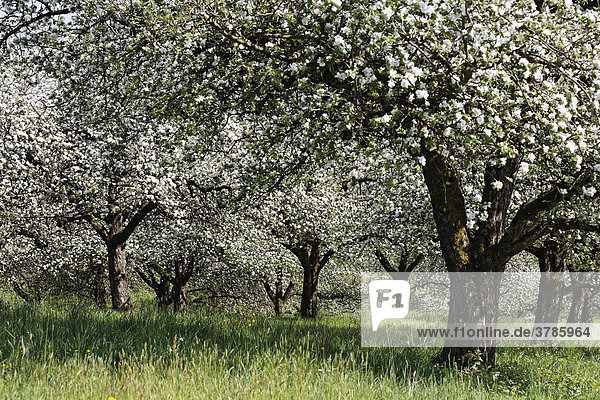Blühende Apfelbäume  Lalling  Lallinger Winkel  Bayerischer Wald  Niederbayern  Deutschland