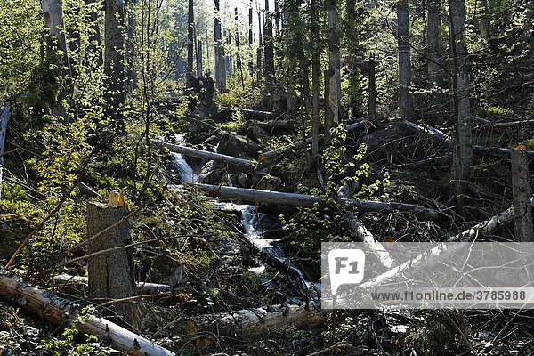 Mixed forest with dead spruces  Bayerischer Wald National park  Lower Bavaria  Germany