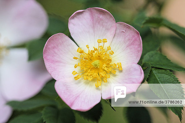 Heckenrose  Hunds-Rose  Hagerose  Wildrose  Rosa canina