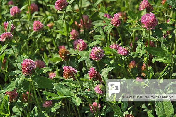 Roter Klee Trifolium pratense