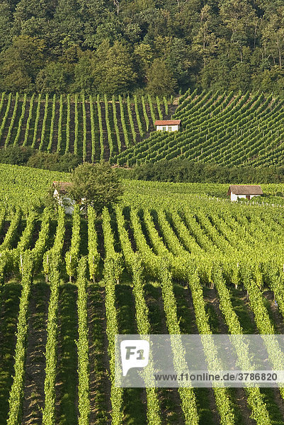 Winegrowing near Donnersdorf  Steigerwald  Lower Franconia  Bavaria  Germany