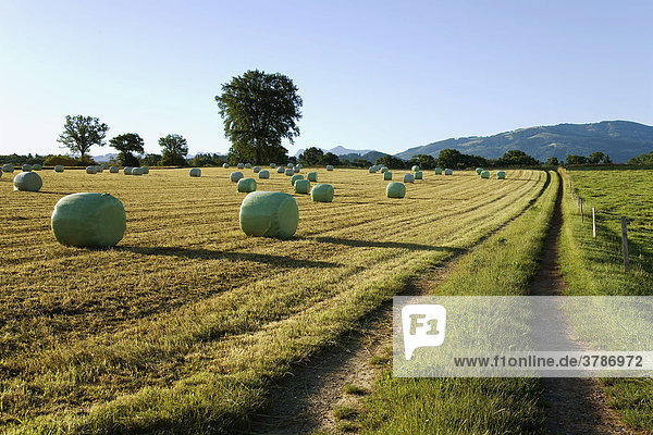 Round hay bales in plastic bags  field  English oaks  field path  Canton of Fribourg  Switzerland