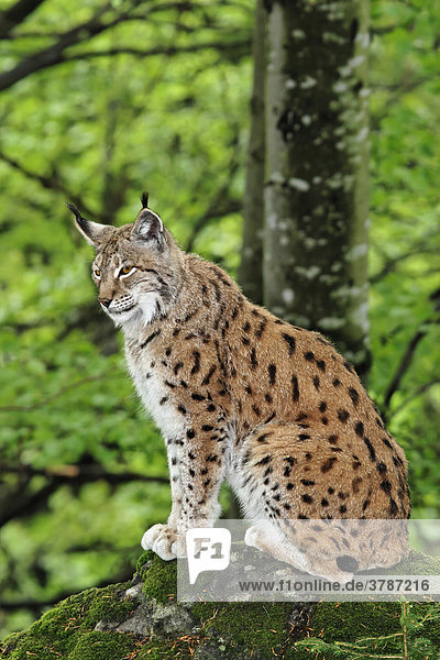 Eurasischer Luchs (Lynx lynx)  Nationalpark Bayrischer Wald  Bayern  Deutschland