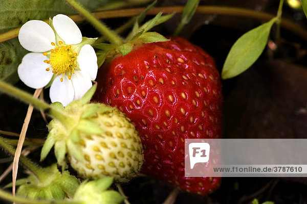 Erdbeere und Blüte