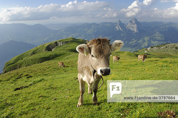 Cows on the Alps near Stoos  Schwyz  Switzerland