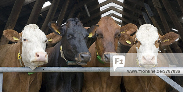 4 curious cows in their barnstable
