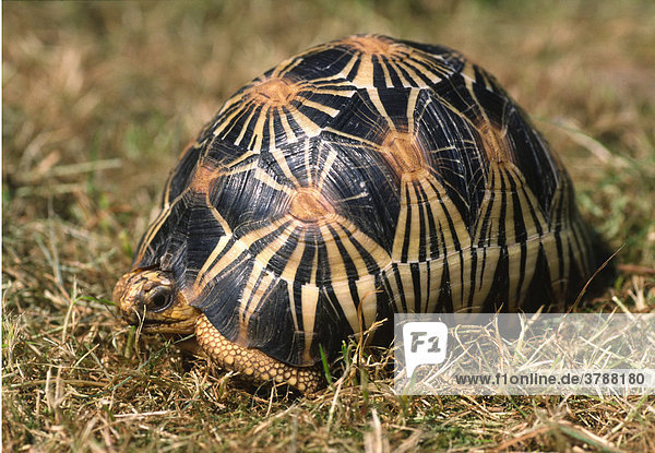 Vom Aussterben bedrohte Madagassische Strahlenschildkröte (Geochelone radiata)