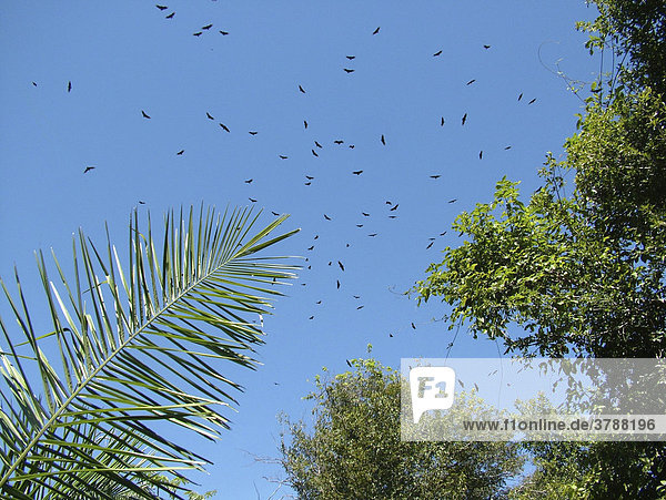 Kreisende Geier über Palmen am Rio Paraguay  Concepcion  Paraguay