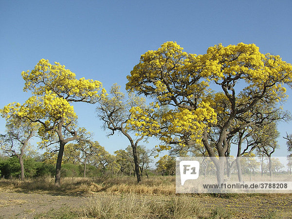 Gelb blühende Paratodobäume (Tabebuia caraiba) auf trockenem Gras zeigen das bevorstehende Ende der Trockenzeit an  Gran Chaco  Paraguay