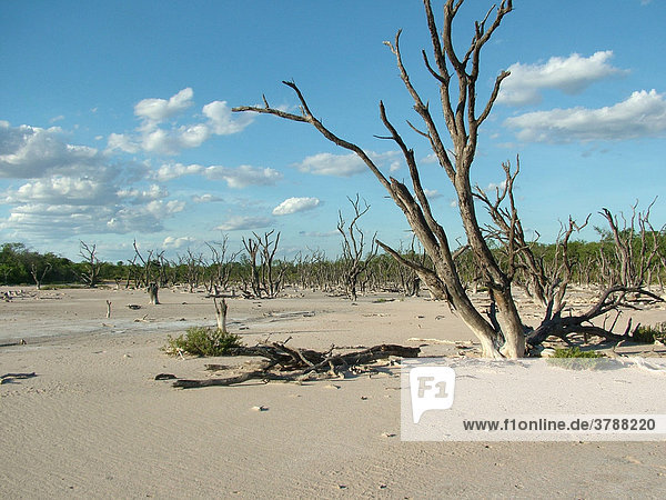 Trocken gefallener Salzsumpf  Gran Chaco  Paraguay