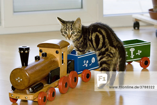 Junge Hauskatze spielt mit Spielzeug-Eisenbahn