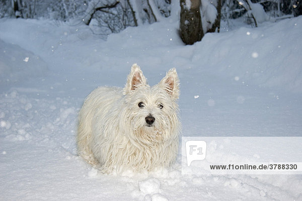 Hund bei Schneetreiben