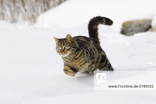 Katze rennt im Schnee  Hauskatze  Deutschland