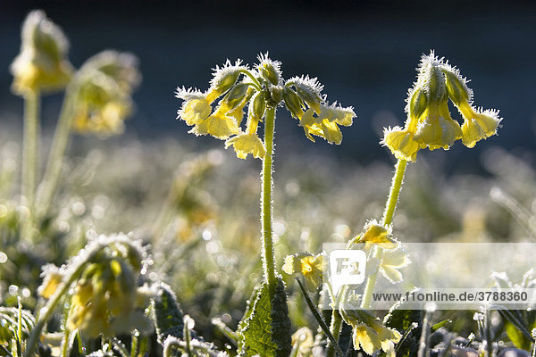 Hohe Schlüsselblume mit Rauhreif  Primula elatior  Oberbayern  Deutschland