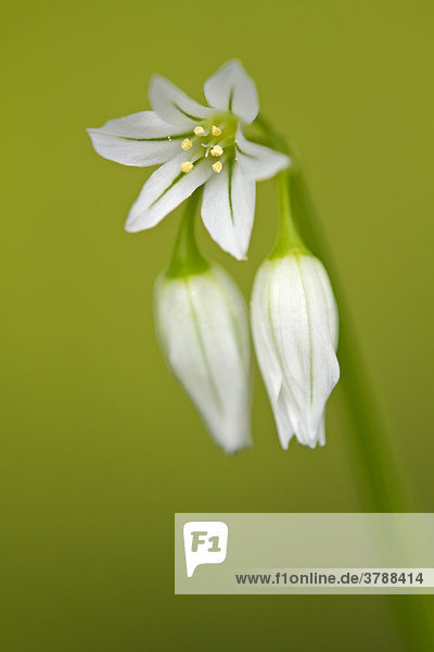Glöckchen-Lauch (Allium triquetrum)  close-up