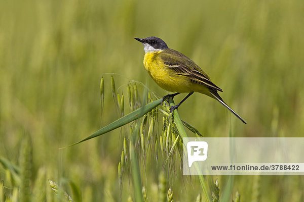 Gelber Singvogel hockt auf einer Haferpflanze