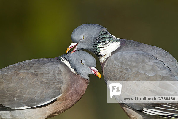 Wood Pigeon pair (Columba palumbus)  close-up