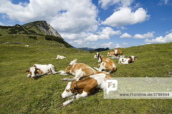 In the Rissbachtal Rissbach valley in the Karwendel mountains Tyrol Austria cows under the peak of the Kompar above the Eng