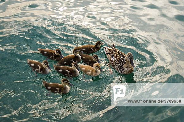 Junge Entenfamilie auf dem Wasser