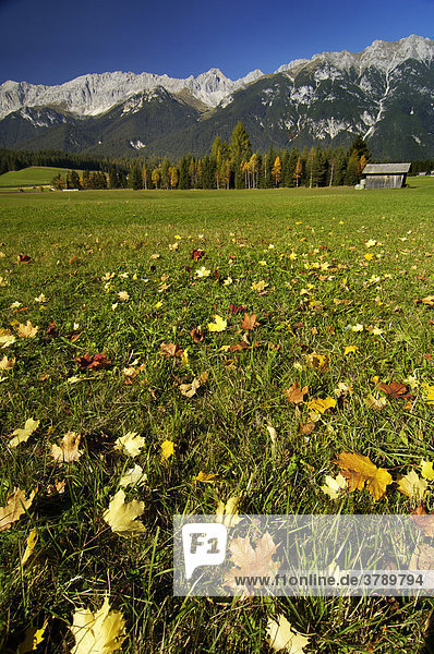 Herbstlaub auf Wiese im Leutaschtal bei Seefeld Tirol Oesterreich