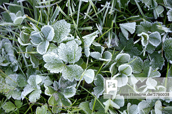 Meadow with glaced frost