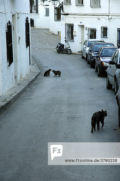 Streunende Katzen in einer engen Gasse in der Altstadt von Altea  Costa Blanca  Spanien
