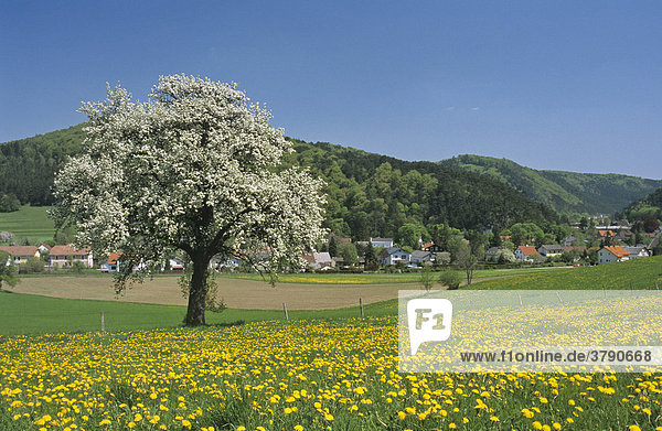 Blühende Obstbäume bei Weißenbach Triestingtal Niederösterreich