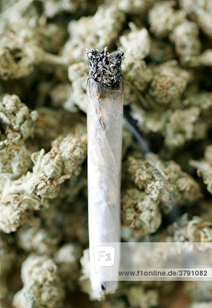 Burning Joint lies on top of dried marijuana blooms