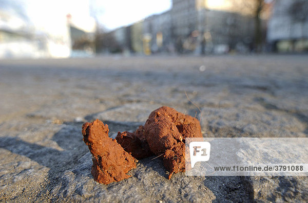 Shit! - Fresh dog droppings on the pavement  Berlin  Germany  Europe