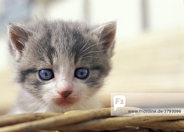 Grey-white kitten