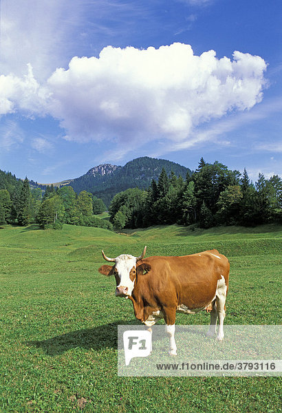 Bavarian cow