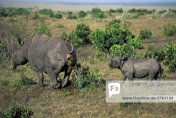 Black Rhino with baby shitting ( Diceros bicornis)