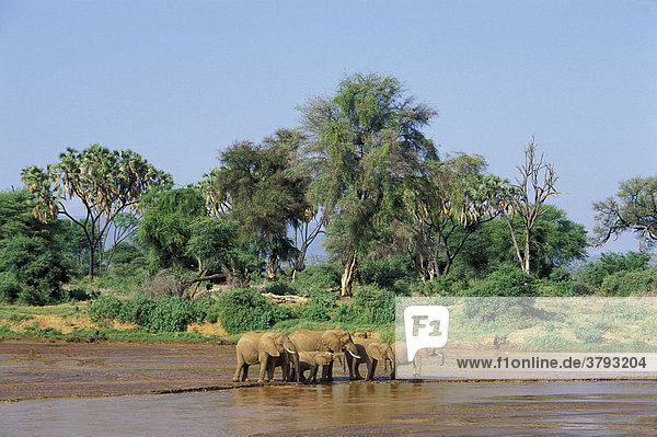 Elephants ( Loxodonta africana ) drinking at the Uaso Nyero river - Samburu National Park - Kenya