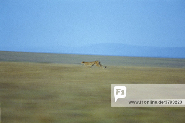 Running cheetah Acinonyx jubatus in the distance Masai Mara Kenya
