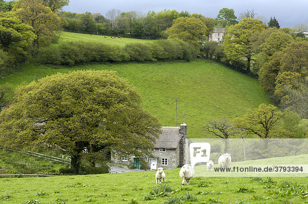 Schafe und Haus bei Widecombe in the Moor Dartmoor National Park Devon England