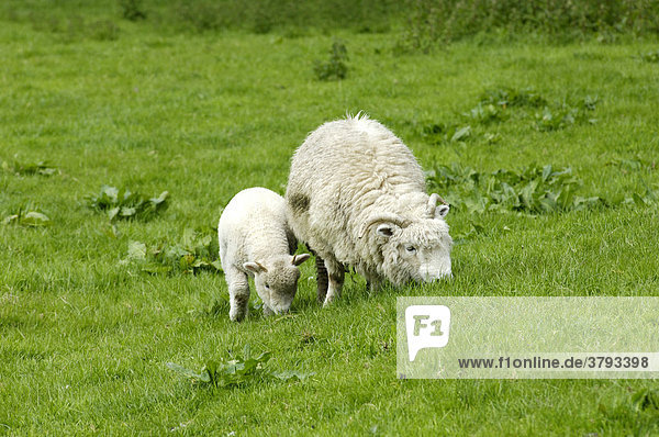 Sheep near Widecombe in the Moor Dartmoor National Park Devon England