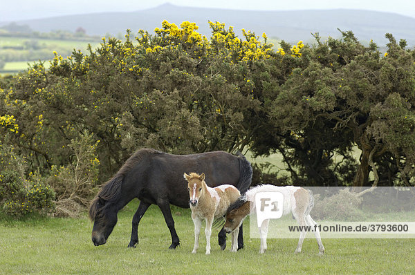 Shetland Pony south west England