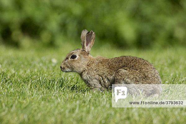 Rabbit Oryctolagus cuniculus sued-west England