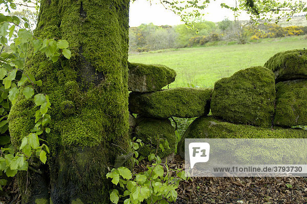 Moss covered stone wall in Postbridge Dartmoor National Park Devon England