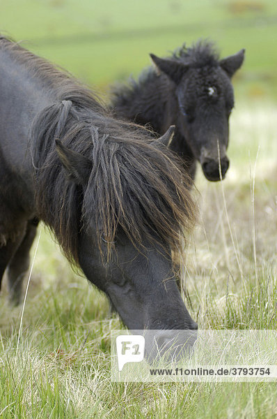 Dartmoor Pony Mare and foal Dartmoor National Park Devon England