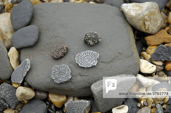 Stones and Fossiles Jurassic Coast Charmouth near Lyme Regis Dorset East Devon Coast England