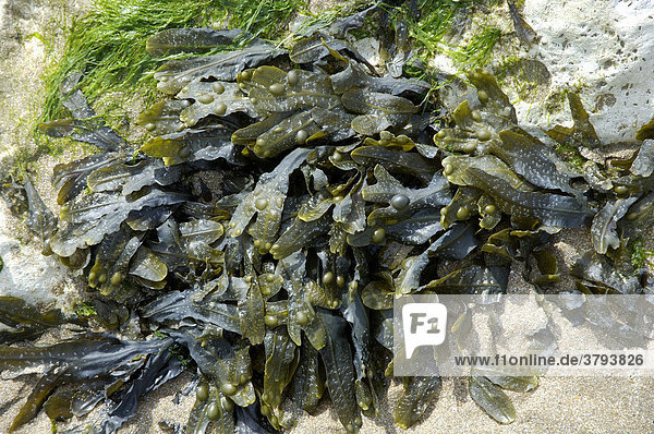 Seaweed Sussex England