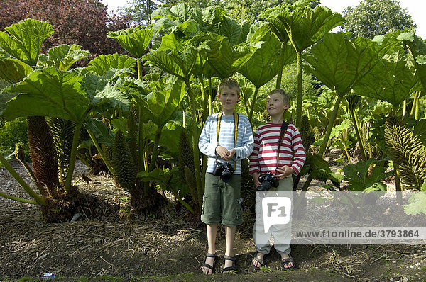 Two boys with cameras standing under Giant Rhubarb Gunnera manicata